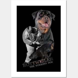 Rottweiler  - Metzgerhund Posters and Art